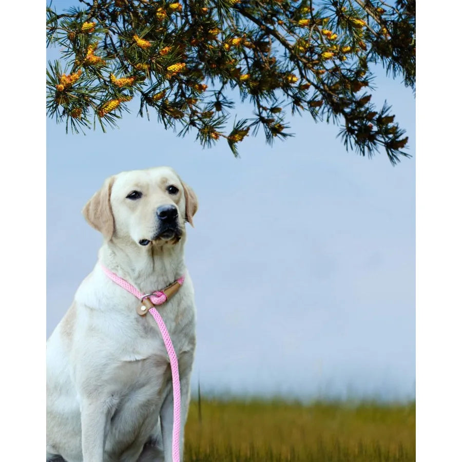 Heavy Duty Braided Dog Leash for Training and Walking