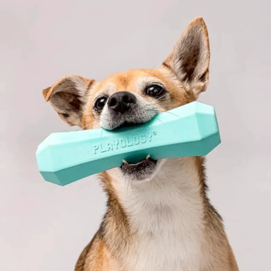 Squeaky Chew Stick Dog Toys Beef Scented and Peanut Butter Scented for Medium Dogs up to 50 lbs Engaging All-Natural Scented Do by Furtastic Pet Essentials