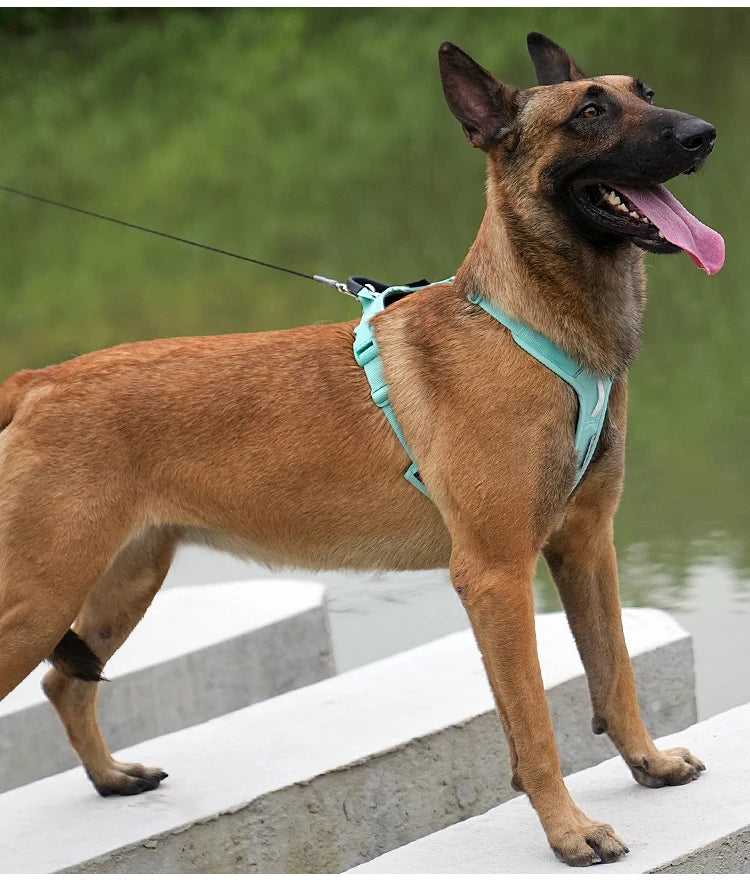 SMALL COMBINATION Reflective No Pull Adjustable Nylon Dog Harness