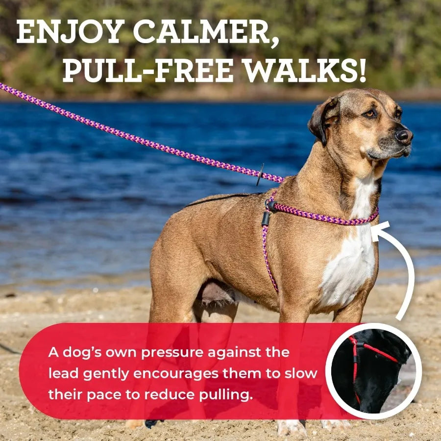 High-concerned Dog Harness And Leash Set Anti Pull Cushioned Rope