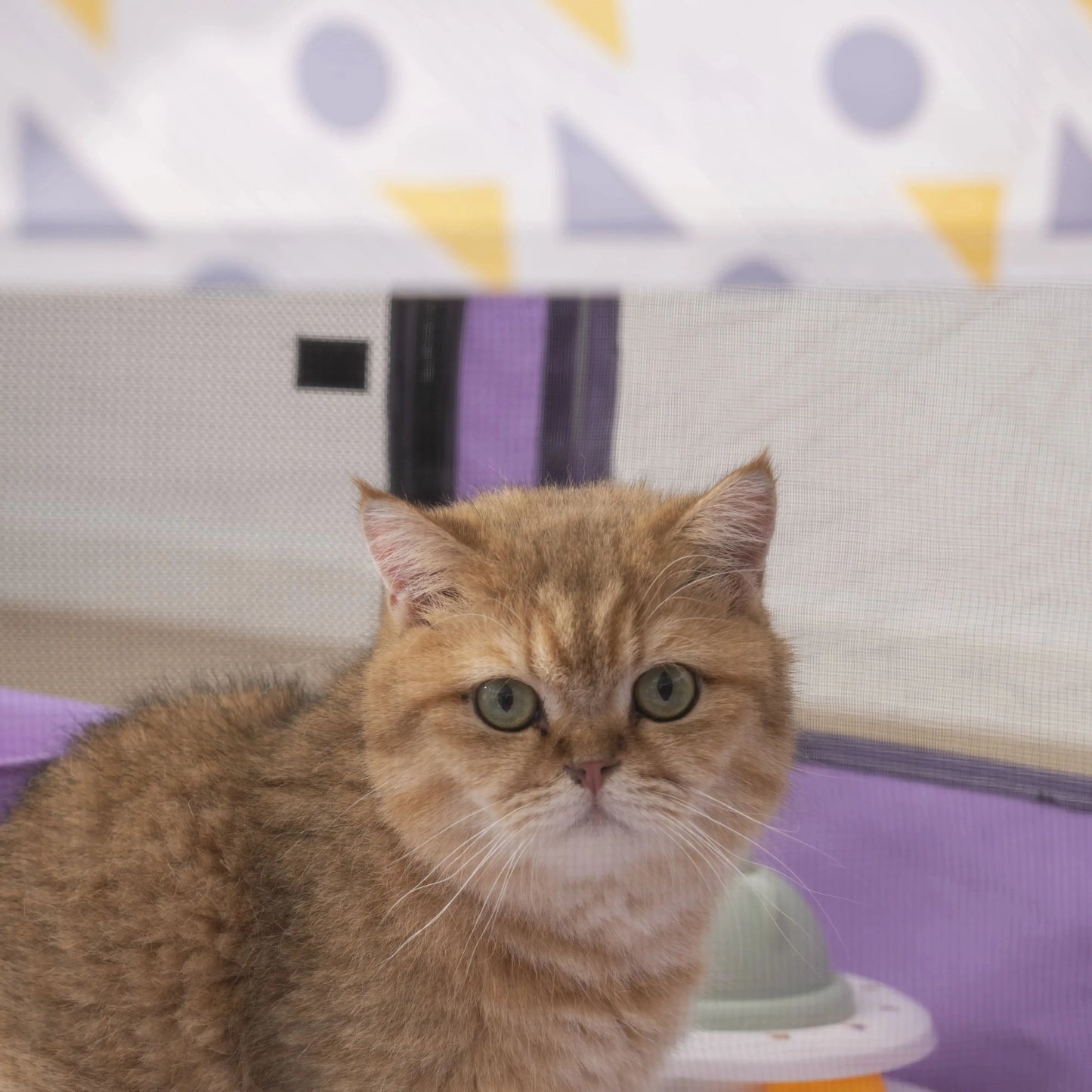 Foldable Mesh Ventilated Circular Cat Nest for Cats and Dogs
