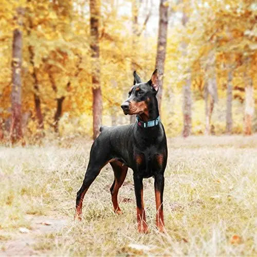YTYIN Reflective Martingale Dog Collar for Training and Safety