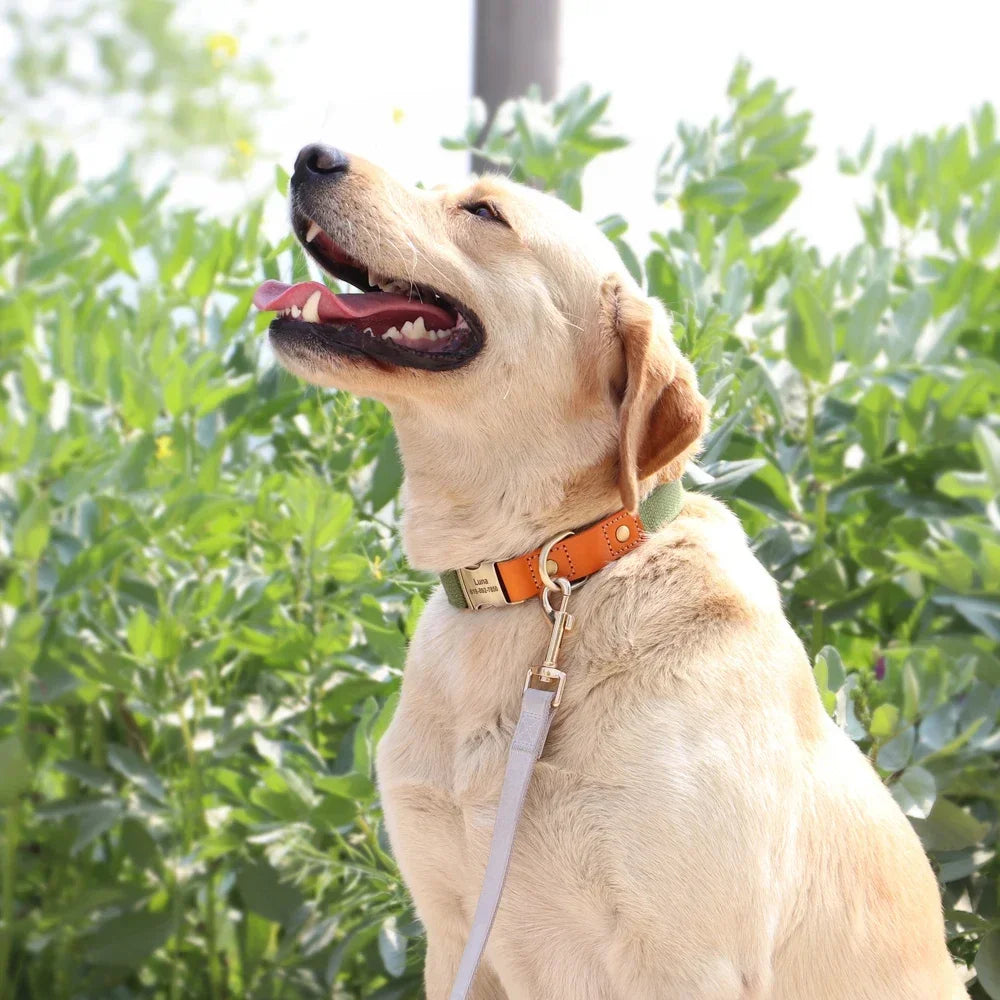 Nylon Custom Dog Collar Leash Set With Free Engraving