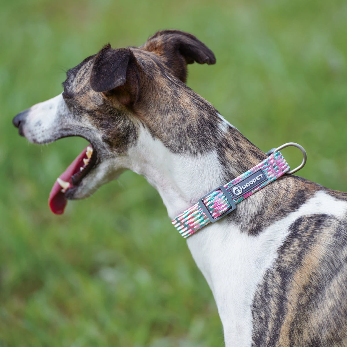 Guangdong Leashes And Collar Set For Dogs Outdoor Use